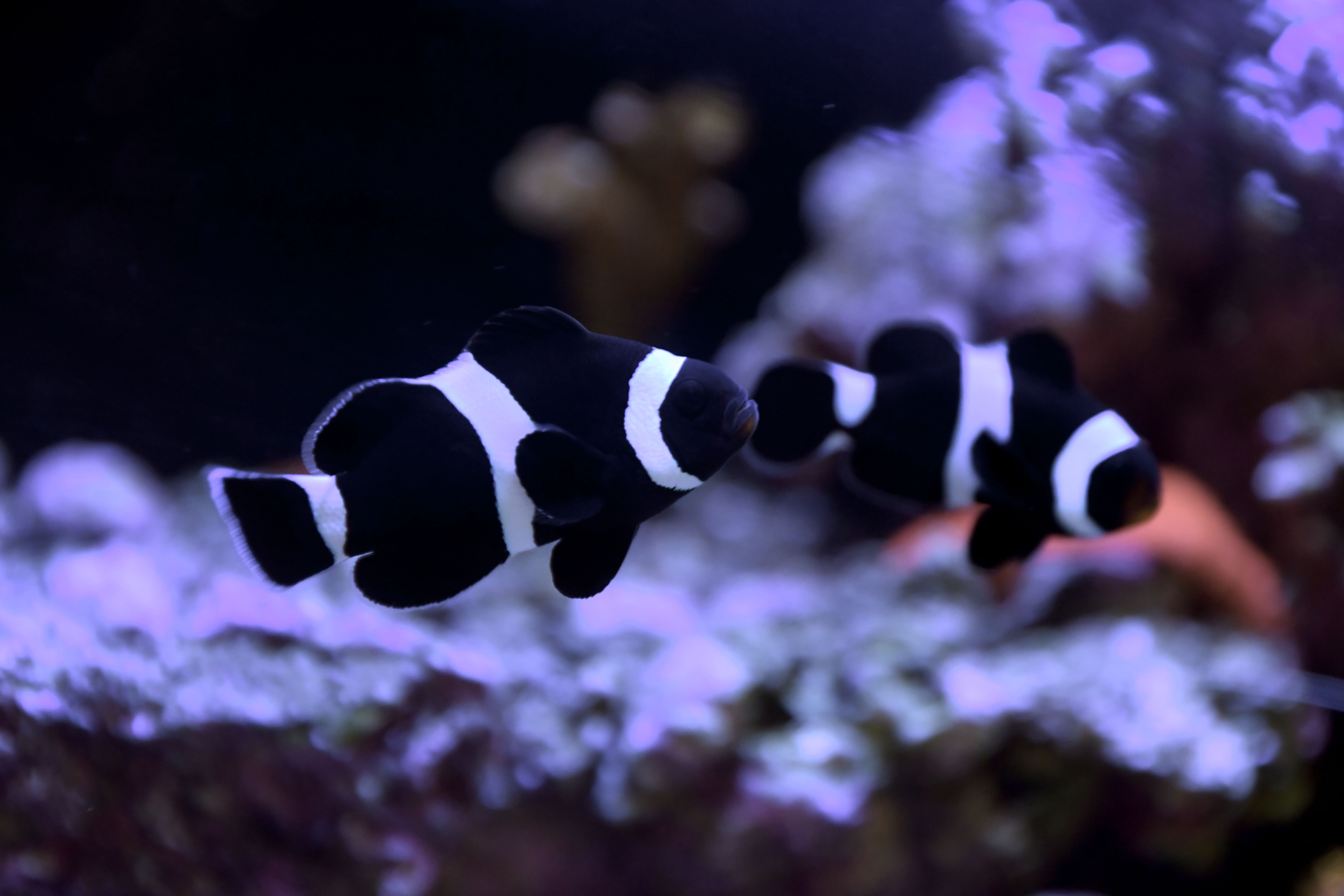 Coral Reef