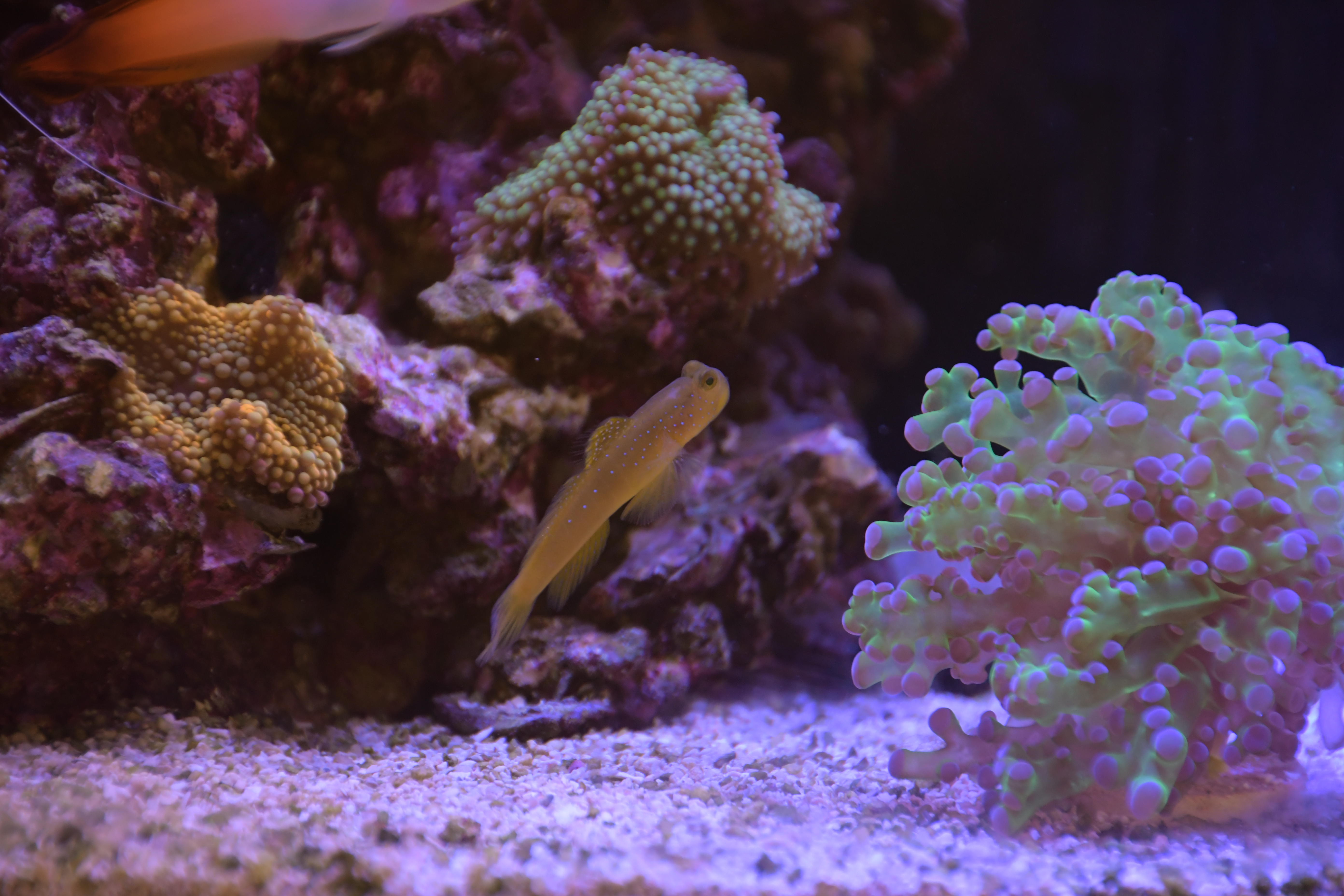 Reef Tank